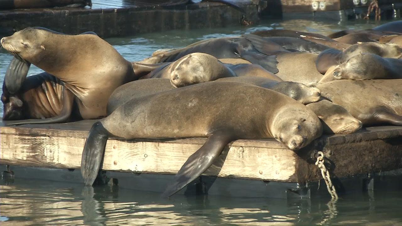 San Francisco sea lions celebrated 30 years after first invading the docks  - CBS News