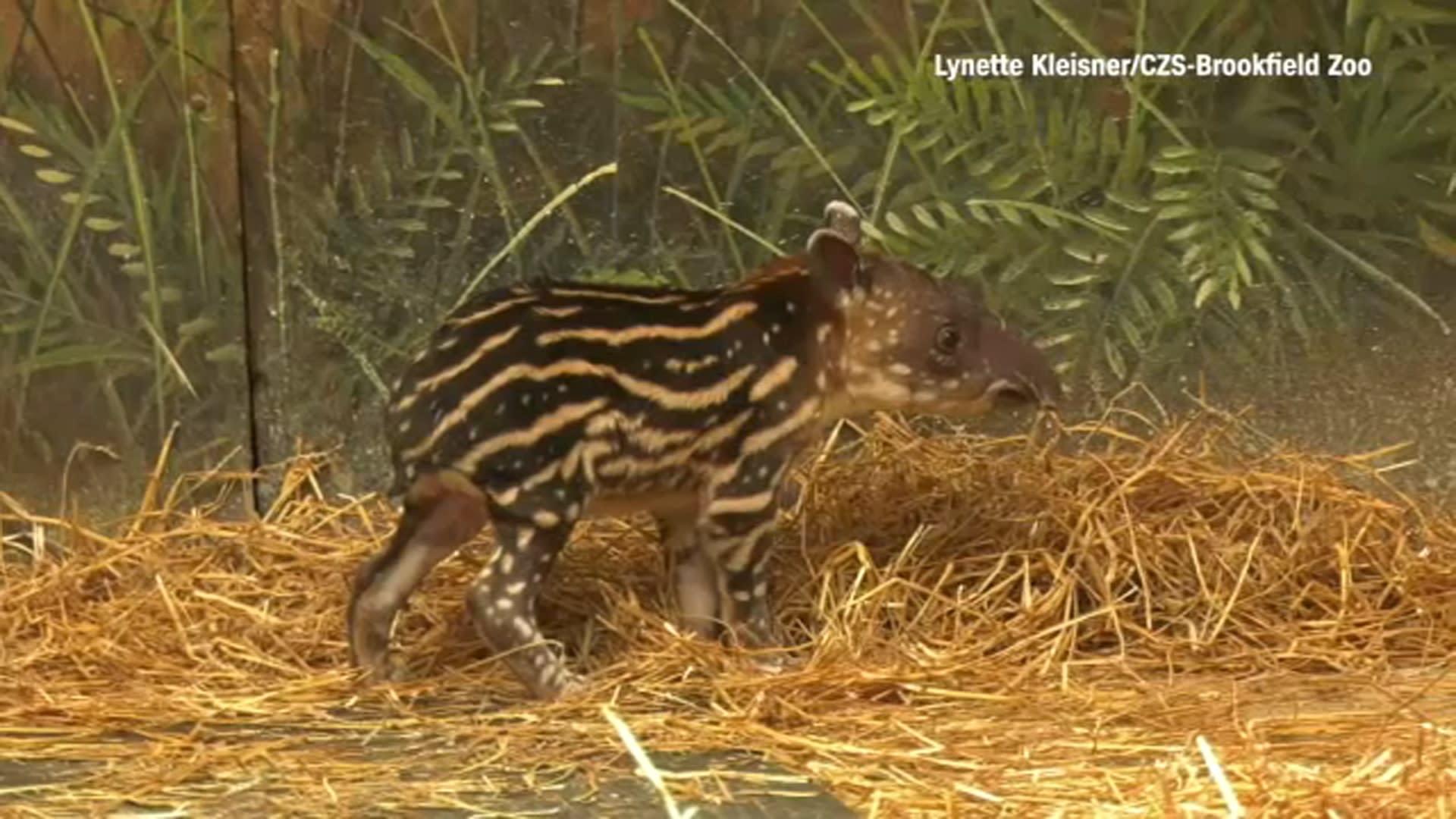 One of Brookfield Zoo's tiger cubs dies