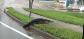 Florida, gli alligatori si aggirano per le strade dopo l'uragano Irma (VIDEO)