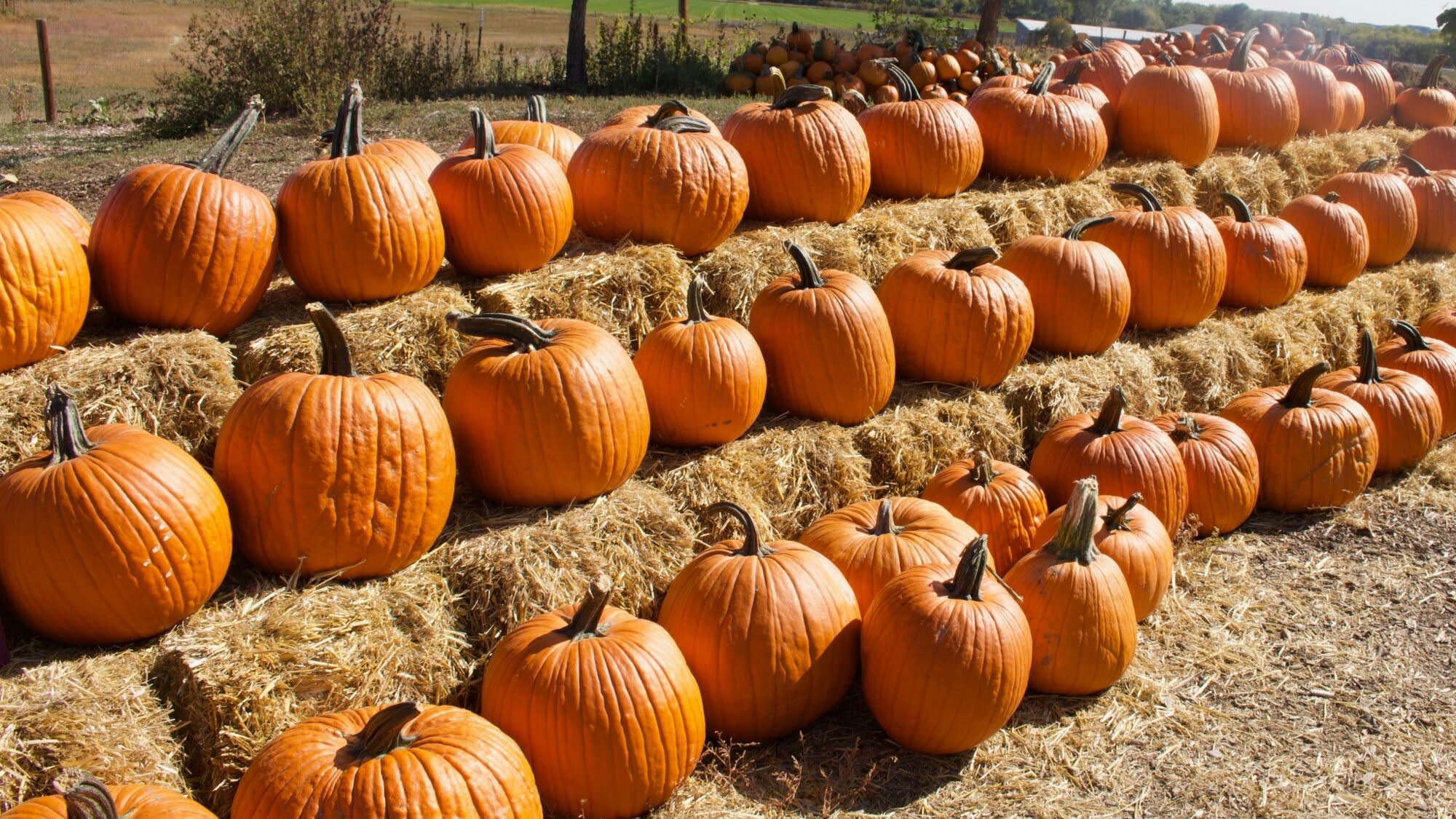 The Best Pumpkin Patch in Every State (and They’re All Open This Fall)