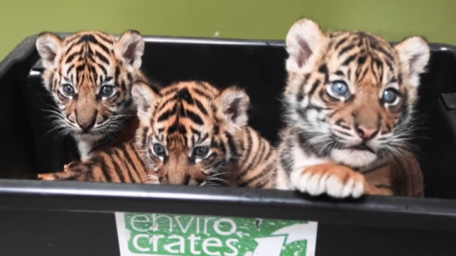 New tiger cubs at Memphis Zoo names released, News