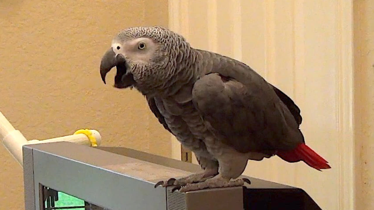 talking parrot toy walmart