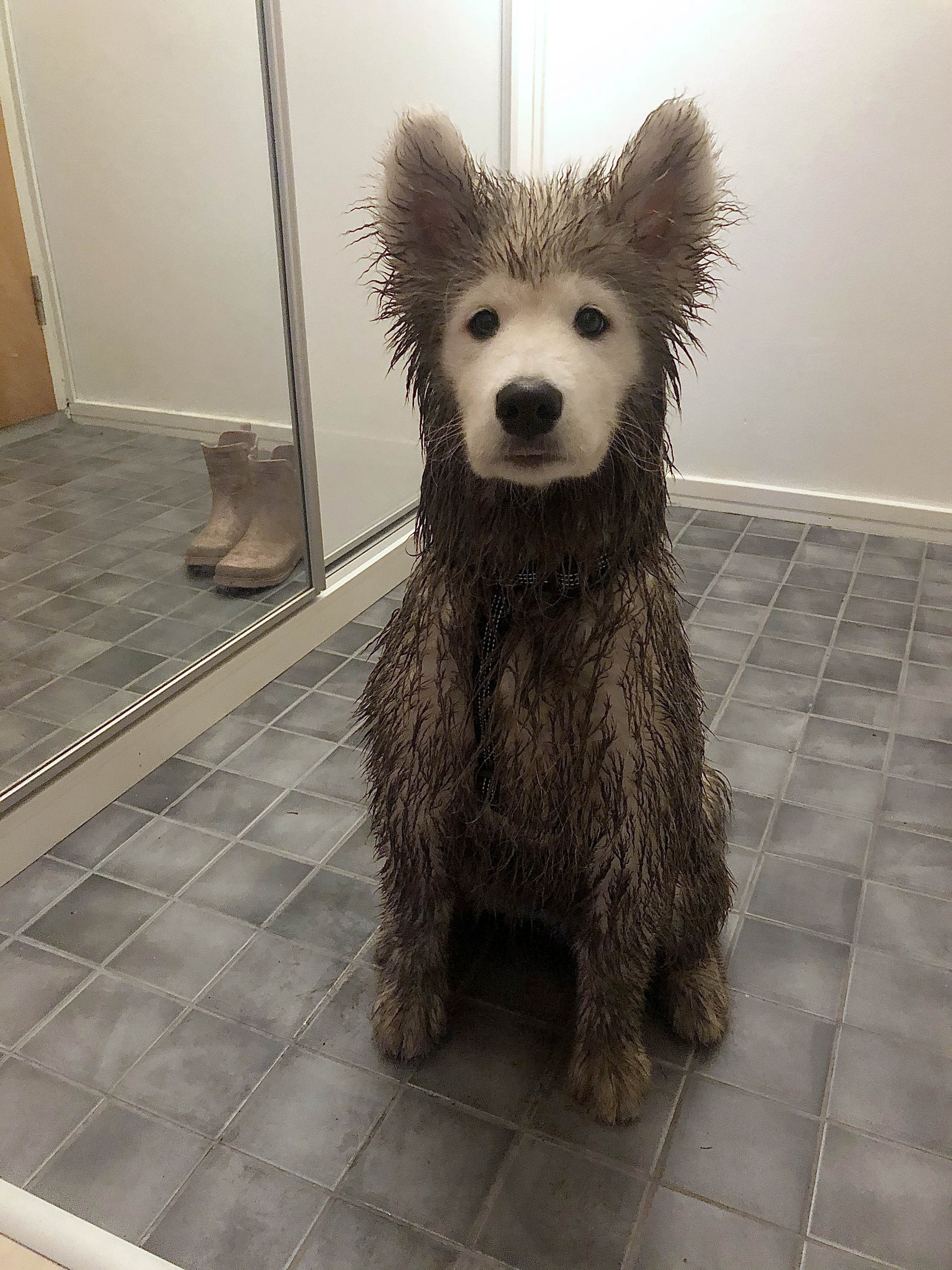 Dieser Hund hatte etwas (zu viel) Spaß im Dreck