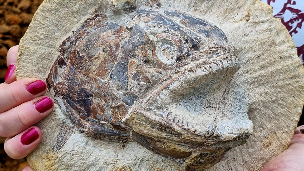 Eye-popping fossil fish uncovered in cattle field