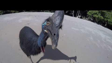 Download Cassowary Bird Attack Man Gallery