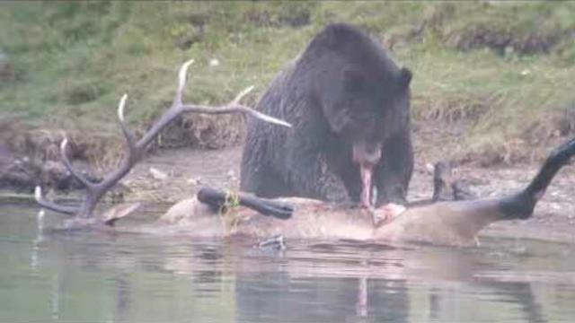Grizzly Bear Takes Down Bυll Elk After Chasing It Into Yellowstone River
