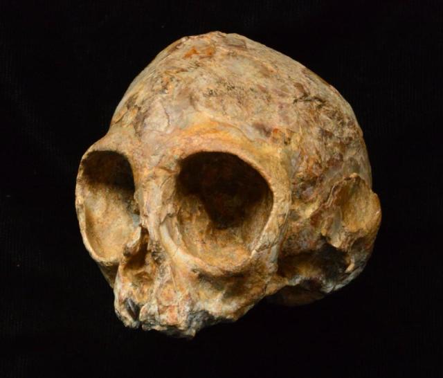 Alesi skull