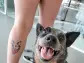 BARK Celebrates National Dog Day with Third Annual Tattoo Contest, Awarding Humans with Ink Inspired By Their Dogs