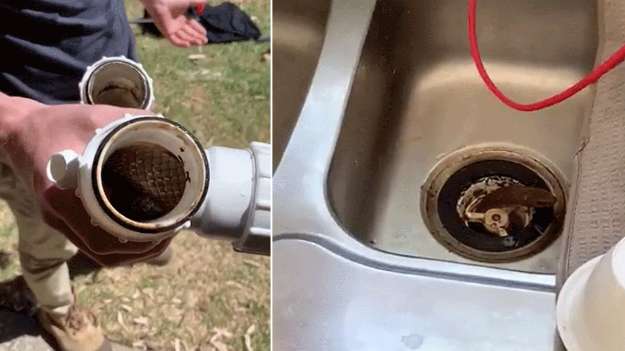 snake in kitchen sink