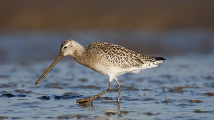 Bar-tailed Godwit, Limosa lapponica, feeding on todal mudflats North Norfolk. (Photo by: David Tipling/Education Images/Universal Images Group via Getty Images)