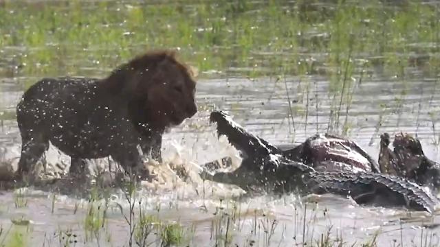 crocodile vs lion