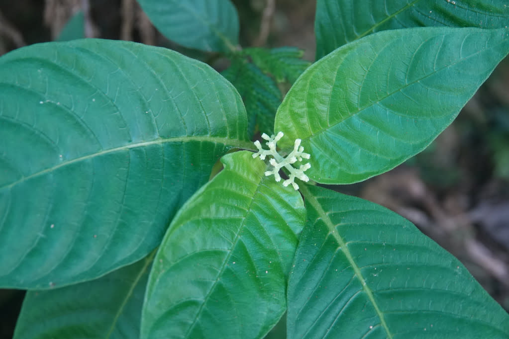 影像台灣 台東生態之美 小花蛇根草 Ophiorrhiza Kuroiwae