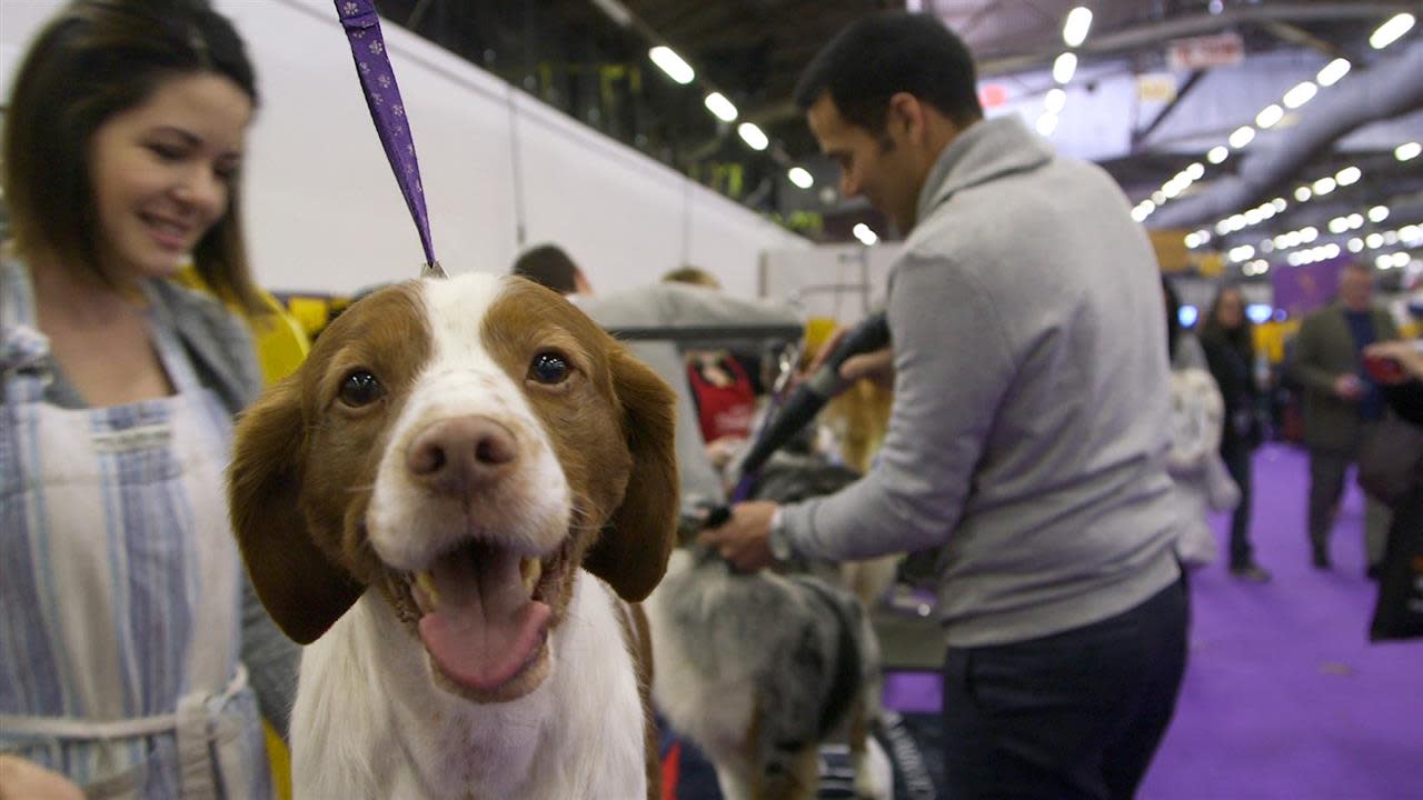 An Ode to Fur and Fluff at the Westminster Kennel Club ...