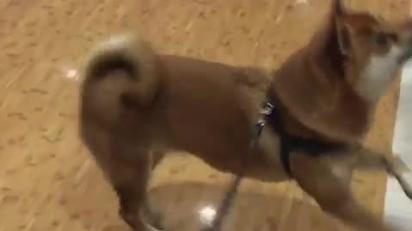 Excited Shiba Inu Dances For Slippers In Store Video