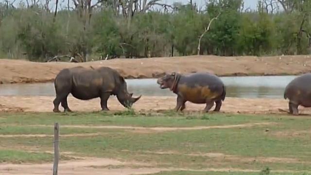 rhinoceros and hippopotamus