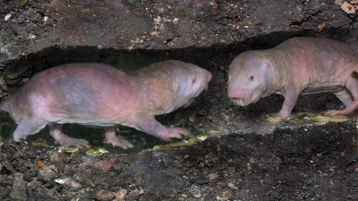 Enigme De La Science Le Rat Taupe Nu Detiendrait La Cle Pour Ne Pas Vieillir Et Ne Pas Mourir