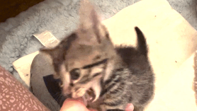 yawning kitten gif