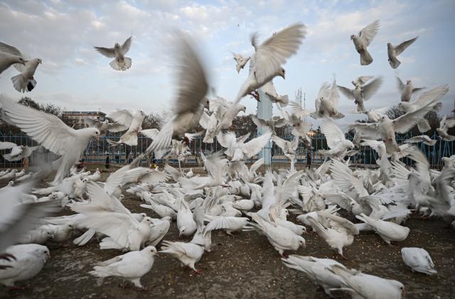 A flock of pigeons fly outside the compound of the Hazrat-e-Ali shrine or Blue Mosque in Mazar-i-Sharif on December 23, 2021. (Photo by Mohd RASFAN / AFP) (Photo by MOHD RASFAN/AFP via Getty Images)