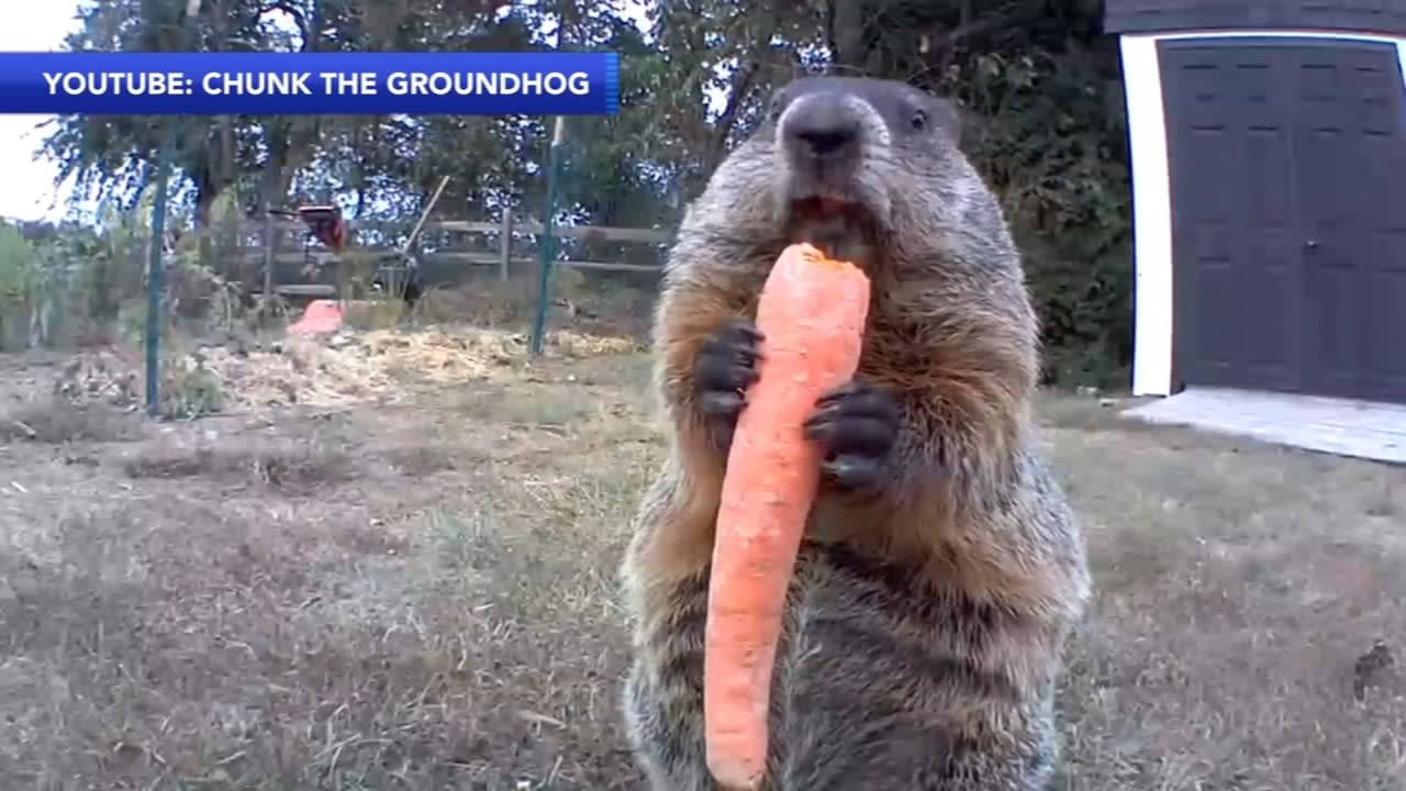 Chunk the groundhog! Vegetable thief caught in the act