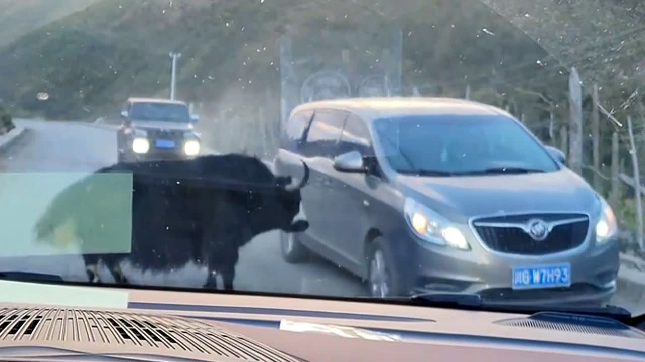 Huge yak smashes cars on busy road in China