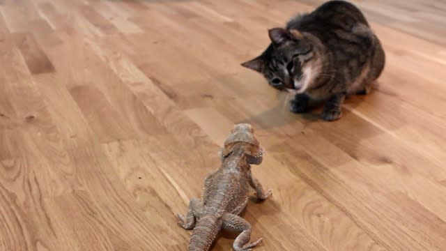 Un Chat Rencontre Un Dragon Barbu