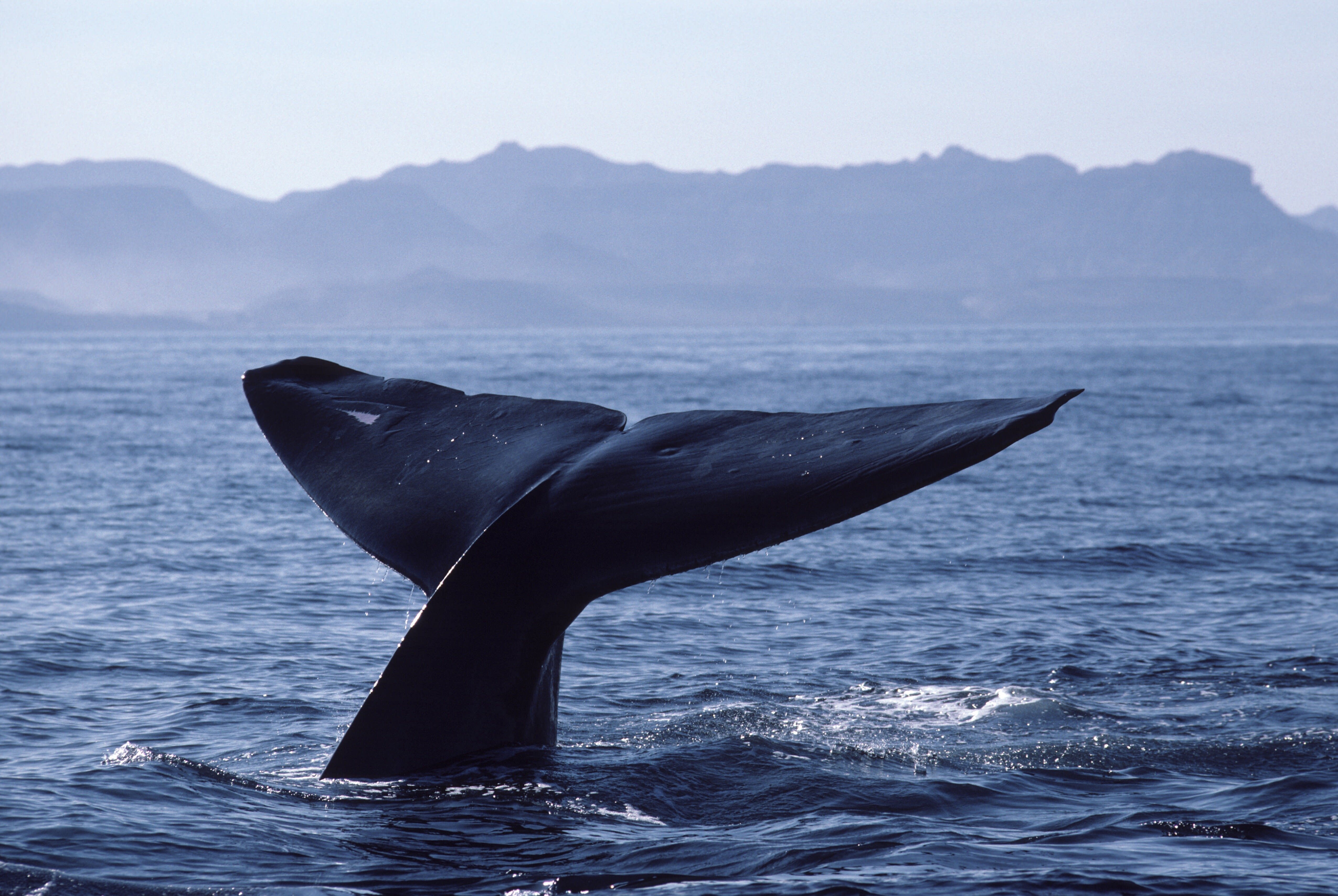 Bitcoin Selling Whale Crashed Price By 1 000 - 