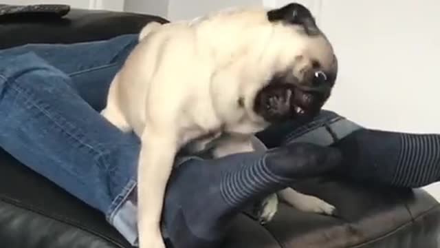 Pug makes hilarious noises trying to tame owner’s foot