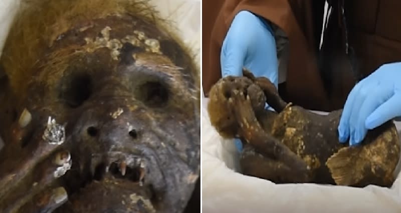 Scientists try to solve mystery of 300-year-old mummified 'mermaid' currently be..