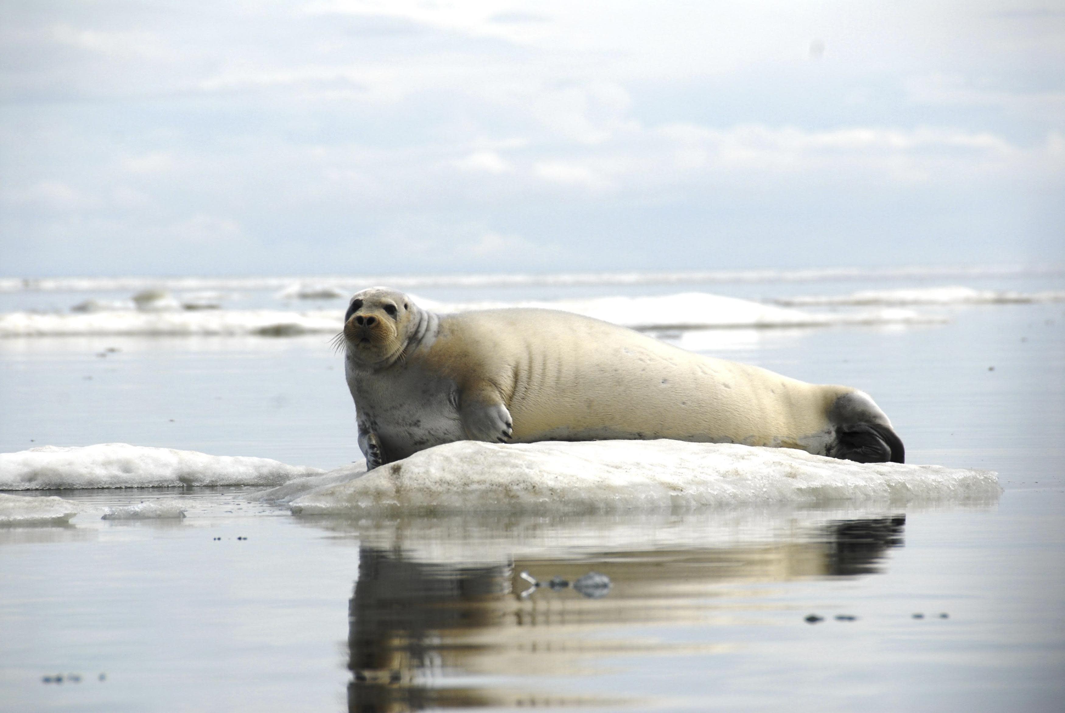 Arctic Sea Ice Is Rapidly Melting, But Some Of It May Be Normal