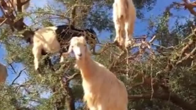 Estas cabras trepadoras de Marruecos son las responsables de un aceite de  belleza