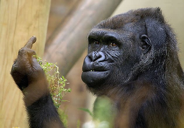 Keine Lust Auf Paparazzo Gorilla Zeigt Fotografen Rotzfrech Den Mittelfinger