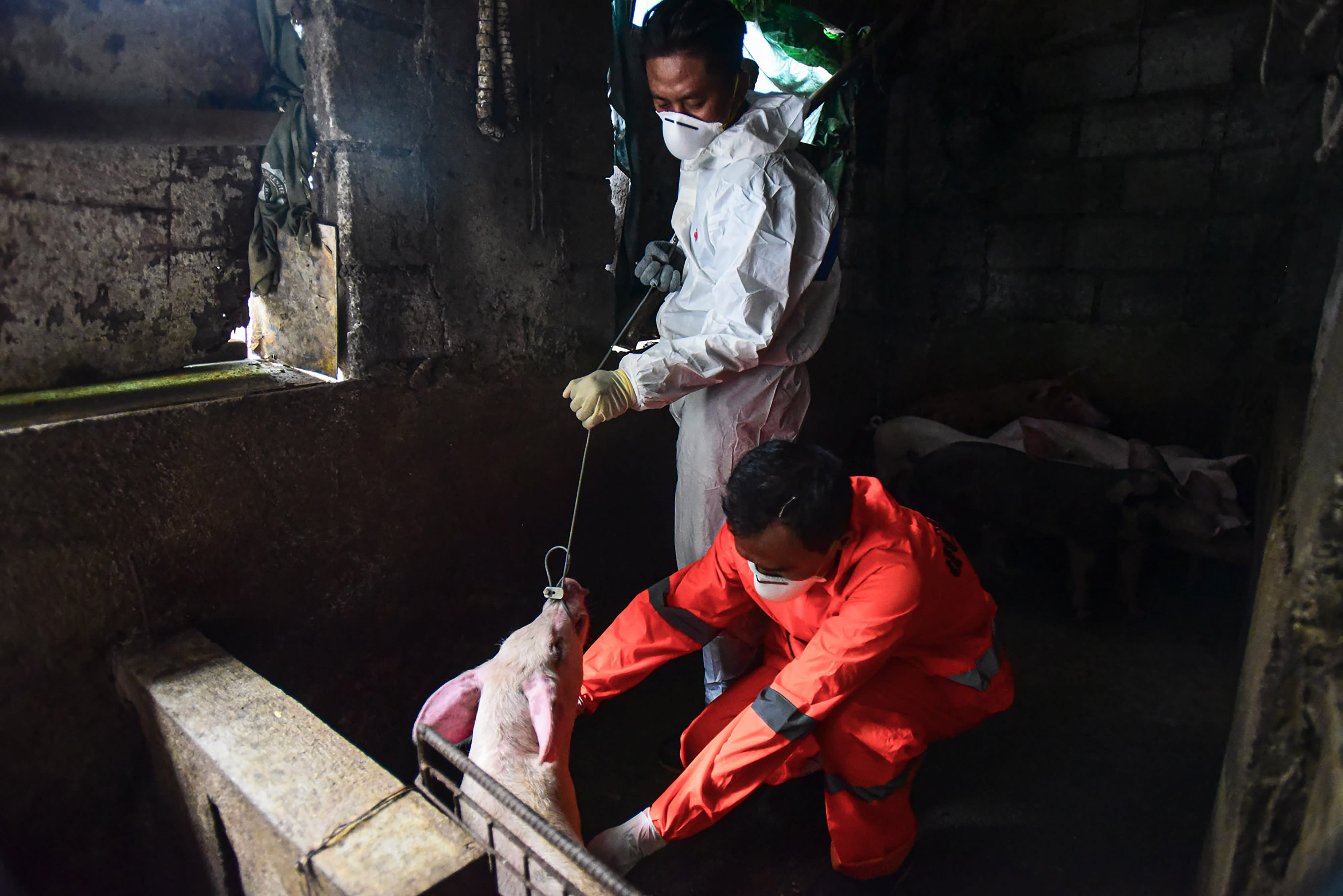 African swine fever outbreak spreads in Philippines' southern provinces