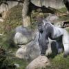 Gorilla ucciso per recuperare bimbo allo zoo, i social in rivolta