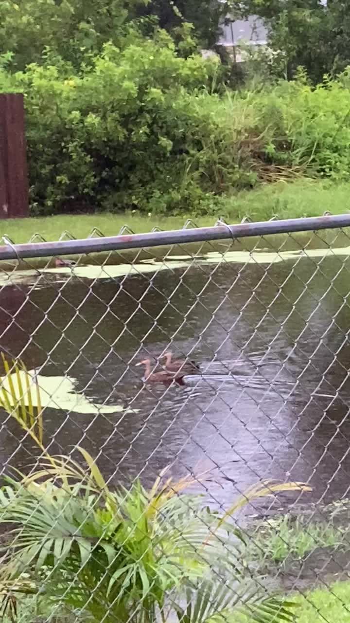 Port St. Lucie flooding [Video]