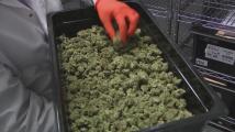 Marijuana could be rescheduled: Would that make it legal nationwide?