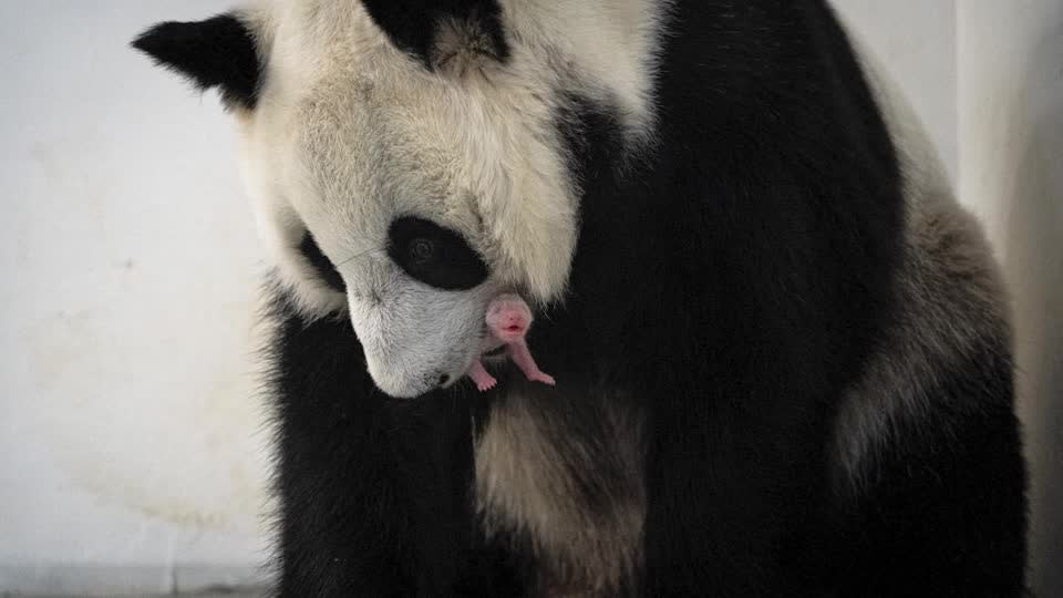 COMO TRANSFORMAR A LETRA B EM UM LINDO PANDA 