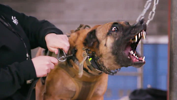 Woman Kicked Off Southwest Flight After Petting Dog