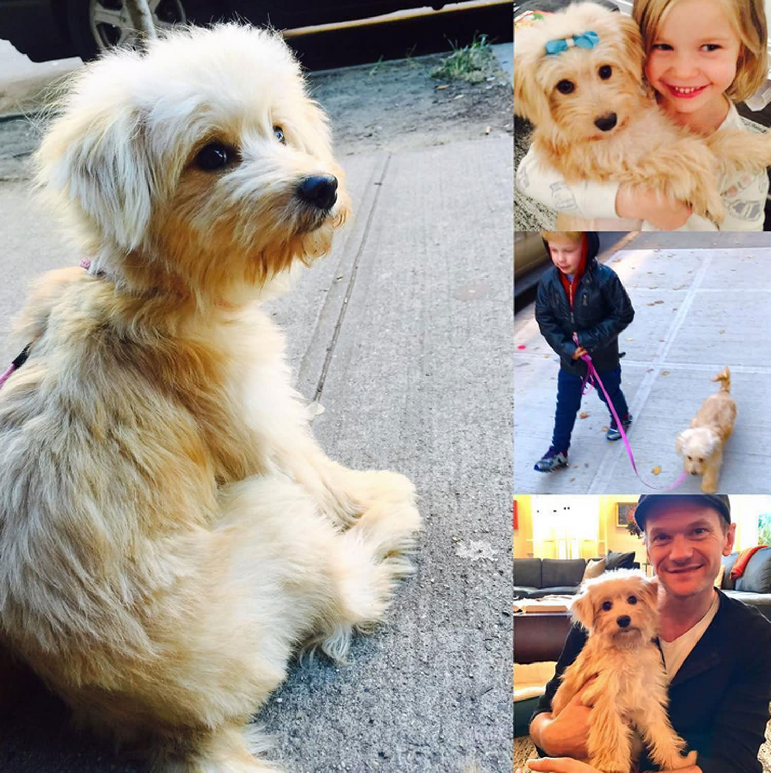 Neil Patrick Harris and Family Welcome New Rescue Pup Gidget - Yahoo Finance