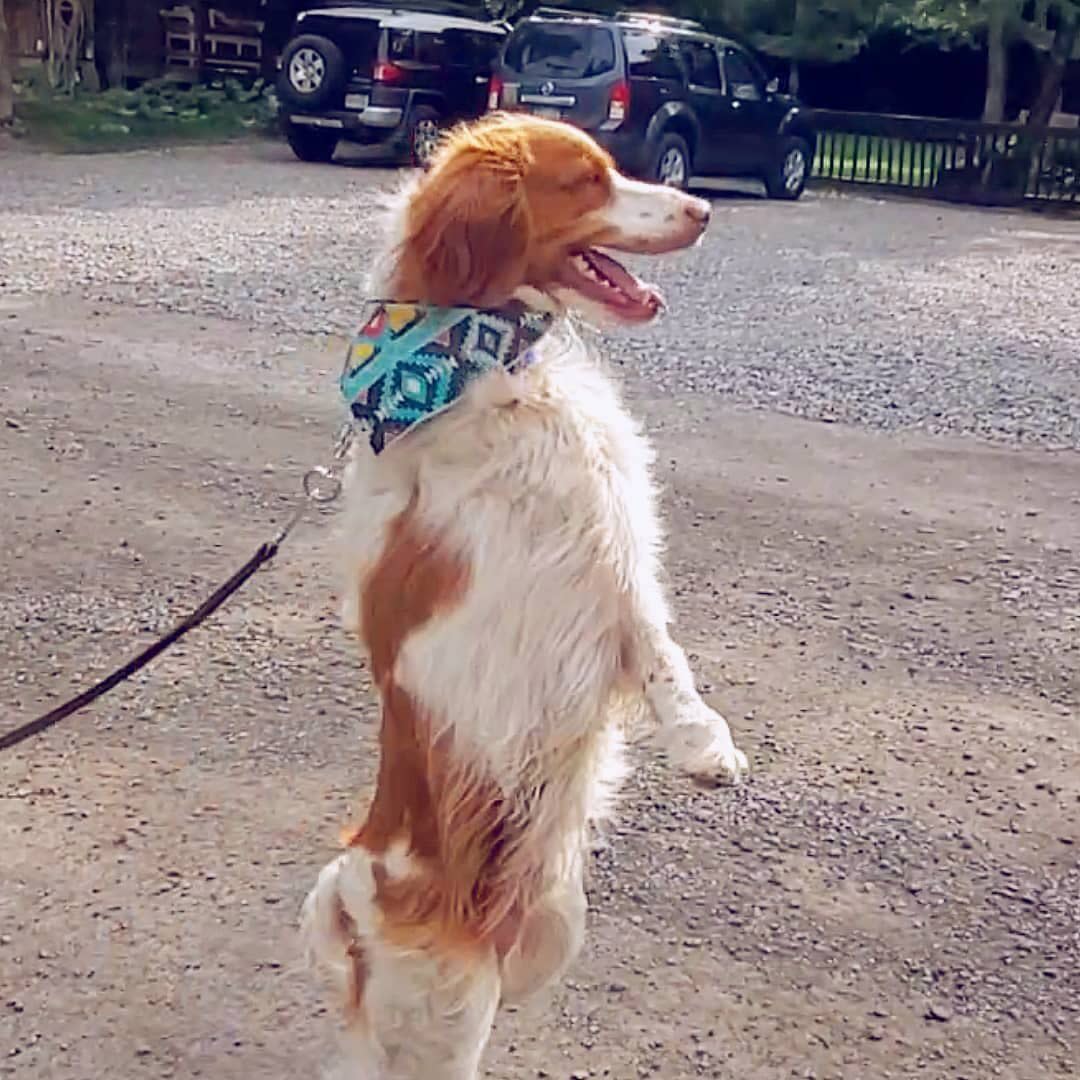 After Injuring His Front Paws Tiktok Star Dexter The Dog Masters Walking On His Hind Legs