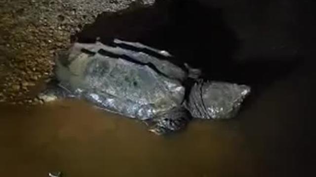 Tennessee man catches and releases 200-pound alligator snapping turtle