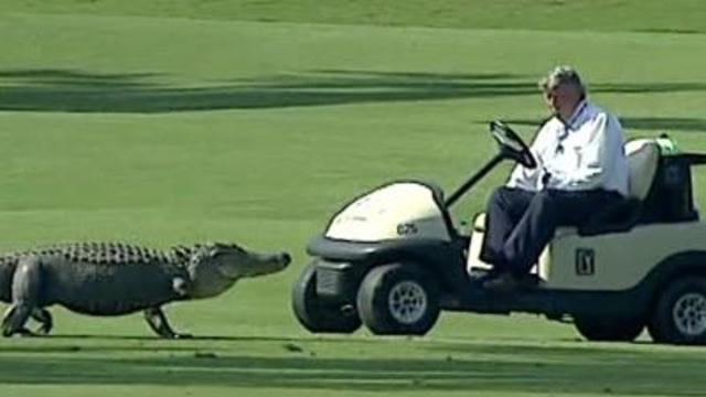 Raw: Alligator on Fairway at Zurich Classic