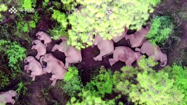 China's runaway elephants take a nap