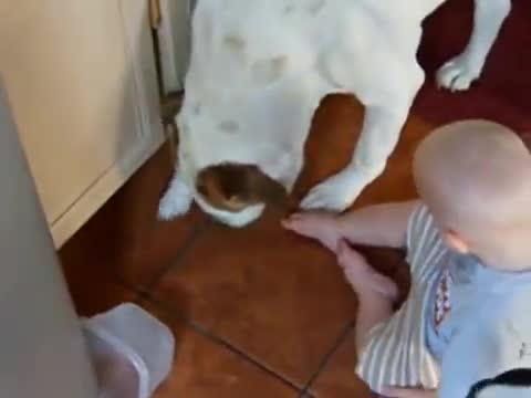 Un Bebe Fache Contre Son Chien