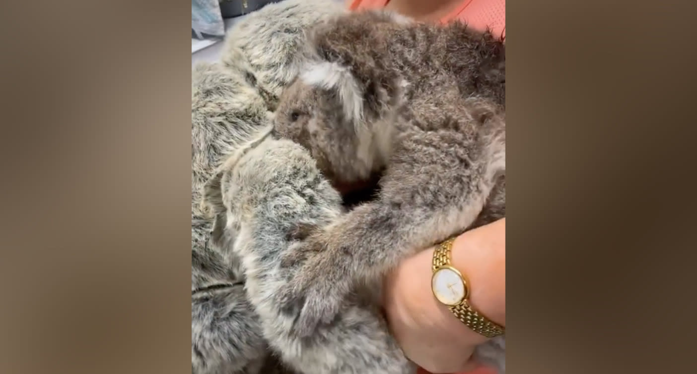 Resultado de imagen para Un koala se aferra a un oso de peluche tras perder a su madre en los incendios de Australia