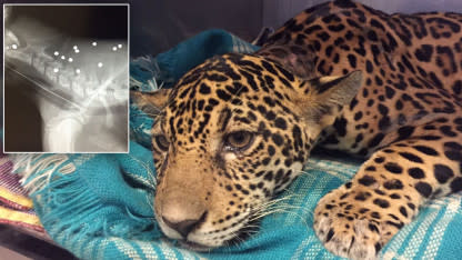 Baby Jaguar Found Paralyzed After Being Shot 18 Times Makes a Full Recovery