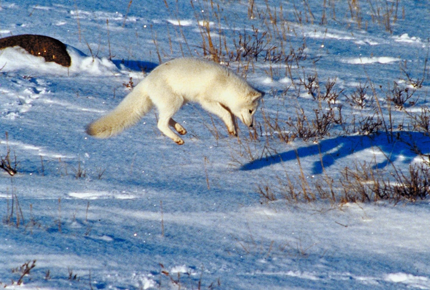 How do arctic foxes hunt in the snow?