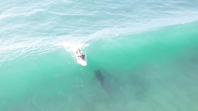Candid Nude Beach Hawaii - Moment 12ft tiger shark rides wave directly under oblivious surfer