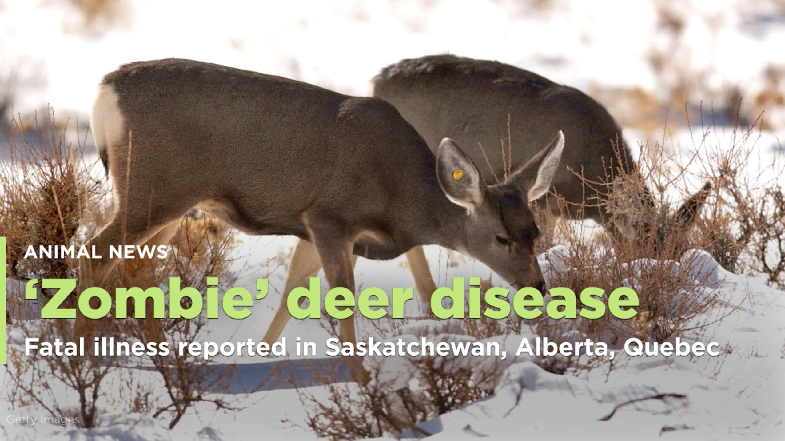 Zombie deer disease' reported in US, Canada, other countries. Check  symptoms, treatment, vaccine - The Economic Times