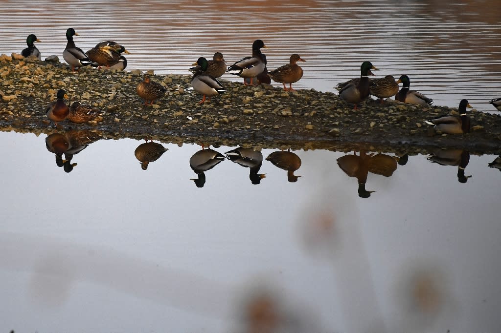 Small ponds have outsized impact on global warming: study