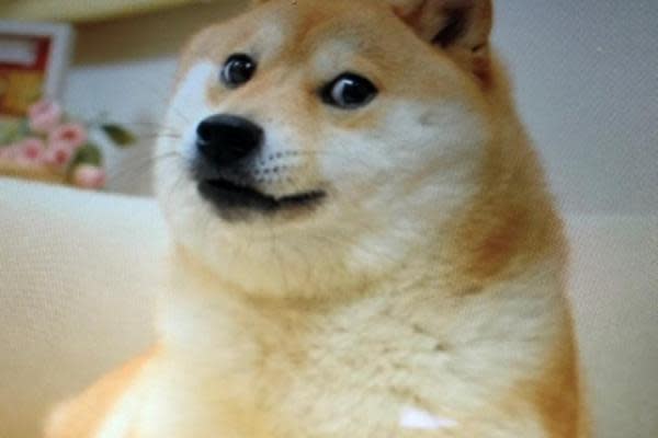 Dogecoin sees a 125% increase in trading on Saturday after the adult movie star’s tweet